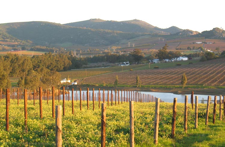 Winelands in front of Nelson's Creek.